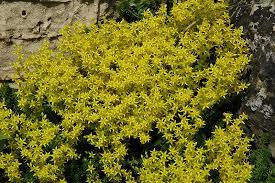 golden carpet stonecrop sedum acre in