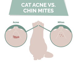 cat acne causes signs and treatment