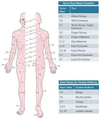 Dermatomes And Myotomes Physical Therapy School Nerve