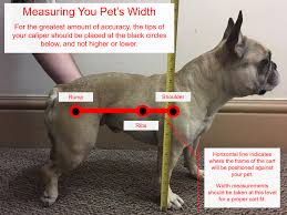 a visual guide to mering your pet