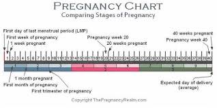 pregnancy chart weeks months trimesters