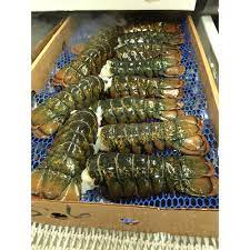 lobster tail manufacturers suppliers