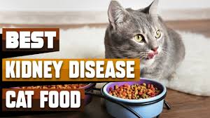 best cat food for kidney disease in