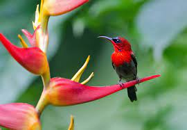 10 sunbird hd wallpapers and backgrounds