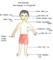Here are some body parts names. Body Parts Tamil Name Fruit Caricature Human Body Parts And Their Functions In Tamil Topobamashills