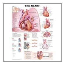Heart Chart The Human Heart Laminated Lfa 98023