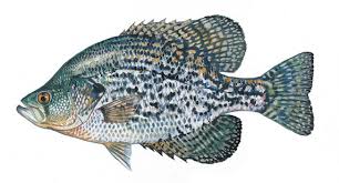 Species Identification South Carolina Hunting Fishing