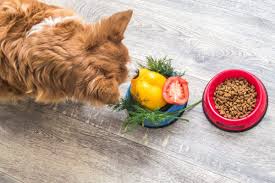 A Tail-Wagging Guide to the Best Organic Dog Food for Small Breeds