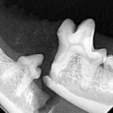 Image result for X-ray of a mandibular jaw fracture in a dog