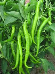 sera bitkileri ile ilgili görsel sonucu