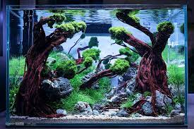 gr carpet in your aquarium