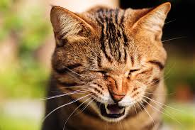Where is she when she's sneezing? Cat Sneezing Respiratory Infections Allergens And Other Causes