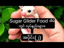 how to make your own sugar glider food