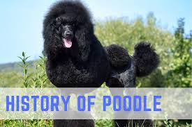 history of poodles from hunting dogs