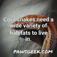 What Does A Corn Snake Need In Its Tank