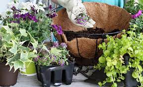 Best Plants For Hanging Baskets The