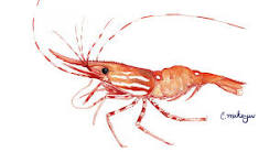Can you catch spot prawns in California?