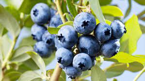 Northwest Arkansas's Best Blueberry Varieties