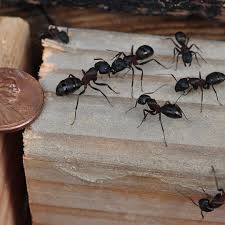 signs of a carpenter ant infestation