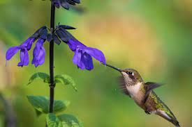 Hummingbird Flowers The 24 Best