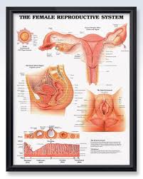 The Female Reproductive System Chart 20x26