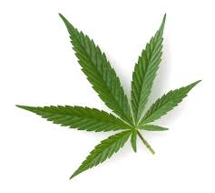 Image result for FREE pics of cannabis