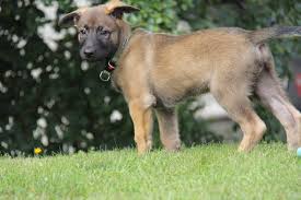 belgian shepherd puppy makes history as