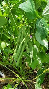 bean bush provider organic