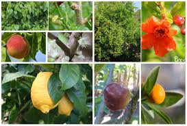 16 bountiful fruit trees to grow in