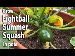 How To Grow Eightball Summer Squash