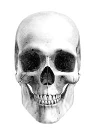 poster skull canvasbutik com