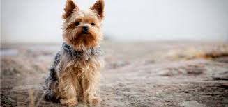 The Yorkie Coat Facts Care Grooming Haircut Styles
