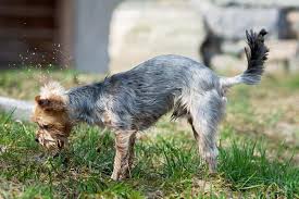 do yorkies have tails why some do and