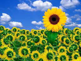Sunflower, sunflower field, yellow flowers, sunflowers, blossom. Sunflower Desktop Wallpapers Free Wallpaper Cave