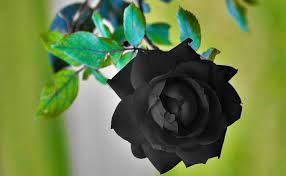 know the secret to grow black rose