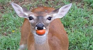 It should both be visible from a window and far enough from the house. Do Deer Eat Vegetables Carrots Tomatoes Cabbage Potatoes Mushrooms