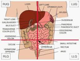 Organ Placement In Abdomen Anatomy Organs Quadrants Of
