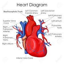 Medical Education Chart Of Biology For Heart Diagram Vector