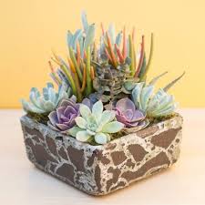 Planting Succulents In Containers