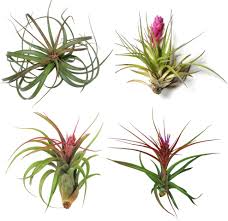 You handpicked the best air plants that the nursery had to offer, and you're stoked to display them in your home. Different Types Of Air Plants And How To Identify Them