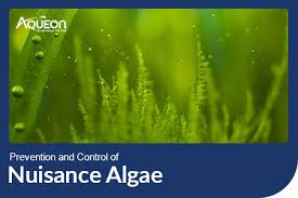 prevention and control of nuisance algae