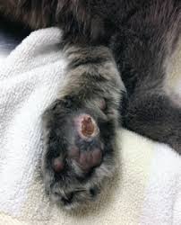 Removal of the spleen should be pursued in these cases. Tackling Mast Cell Cancer Catwatch Newsletter