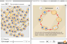 Cells reproduce by splitting in half, a process called cell division. Cell Division Gizmo Lesson Info Explorelearning