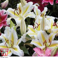lily perfume garden series thompson