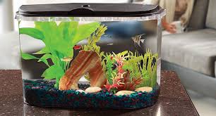 The 10 Best 5 Gallon Fish Tanks Under 150 For Your Slippery Pets