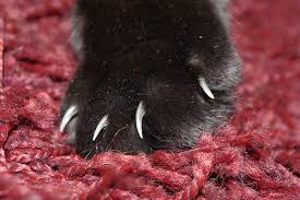 ask a vet should i trim my cat s nails