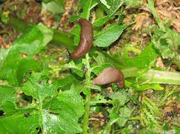 all you need to know about slugs and snails