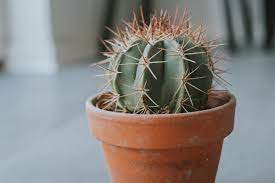 Learn a few tips and tricks on how to plant a cactus safely! How To Choose The Right Pot For Your Cactus Cactusway