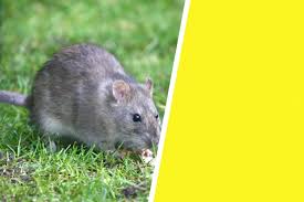 How To Keep Rodents Out Of Garden