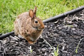 Protect Gardens From Deer Rabbits